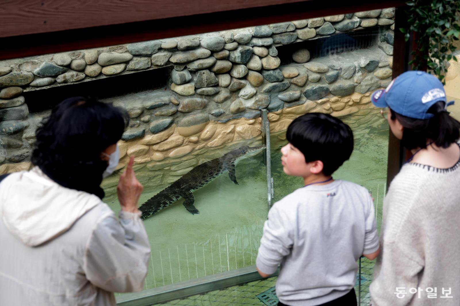 5일 오후 서울대공원 동양관 실내에서 열린 멸종위기 야생동물 보전 해설 프로그램 ‘겨울 속 따뜻한 동양관 이야기’에서 동물해설사가 경기 수원에서 온 초등학생 현모 군(10)과 어머니 윤모 씨(45)에게 바다악어의 생태적 특성을 설명하고 있다. 변영욱 기자 cut@donga.com