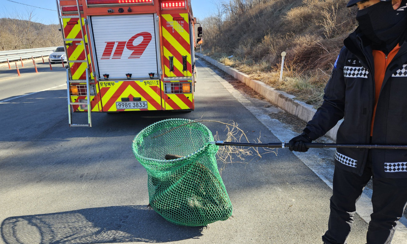 지난 6일 경북 포항시 북구 신광면 호리못 인근 도로에서 날개를 다친 독수리 1마리가 119에 구조됐다. 2026.1.7. 포항북부소방서 제공