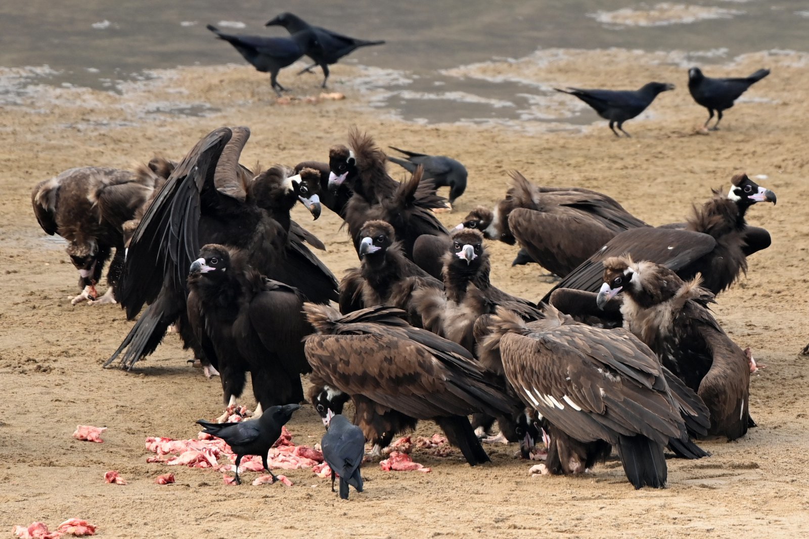지난해 12월20일 천연기념물 243-1호인 독수리들이 경북 고령군 우보면에 있는 독수리식당에서 먹이를 먹고 있다. 2025.12.20. 뉴스1