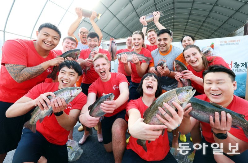 평창송어축제가 9일 개막해 다음달 9일까지 열린다. 사진은 지난해 축제 때 맨손 송어잡기에 나선 외국인 관광객들의 모습. 평창송어축제위원회 제공