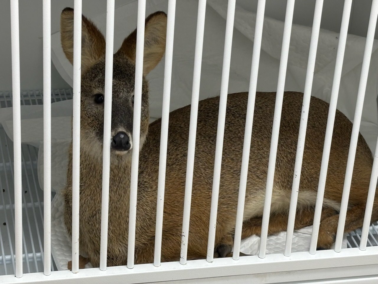 구조된 고라니. 남동구 제공