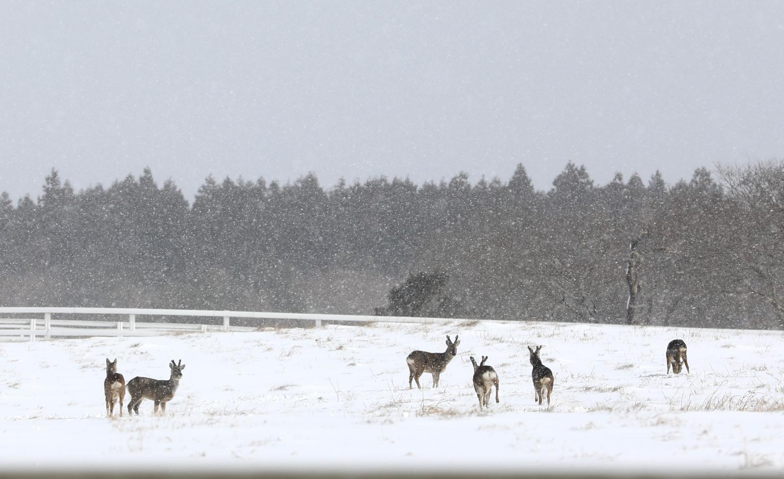 제주 제주시 조천읍 한국마사회 제주목장에서 노루들이 먹이를 찾아다니고 있다.2025.2.9/뉴스1