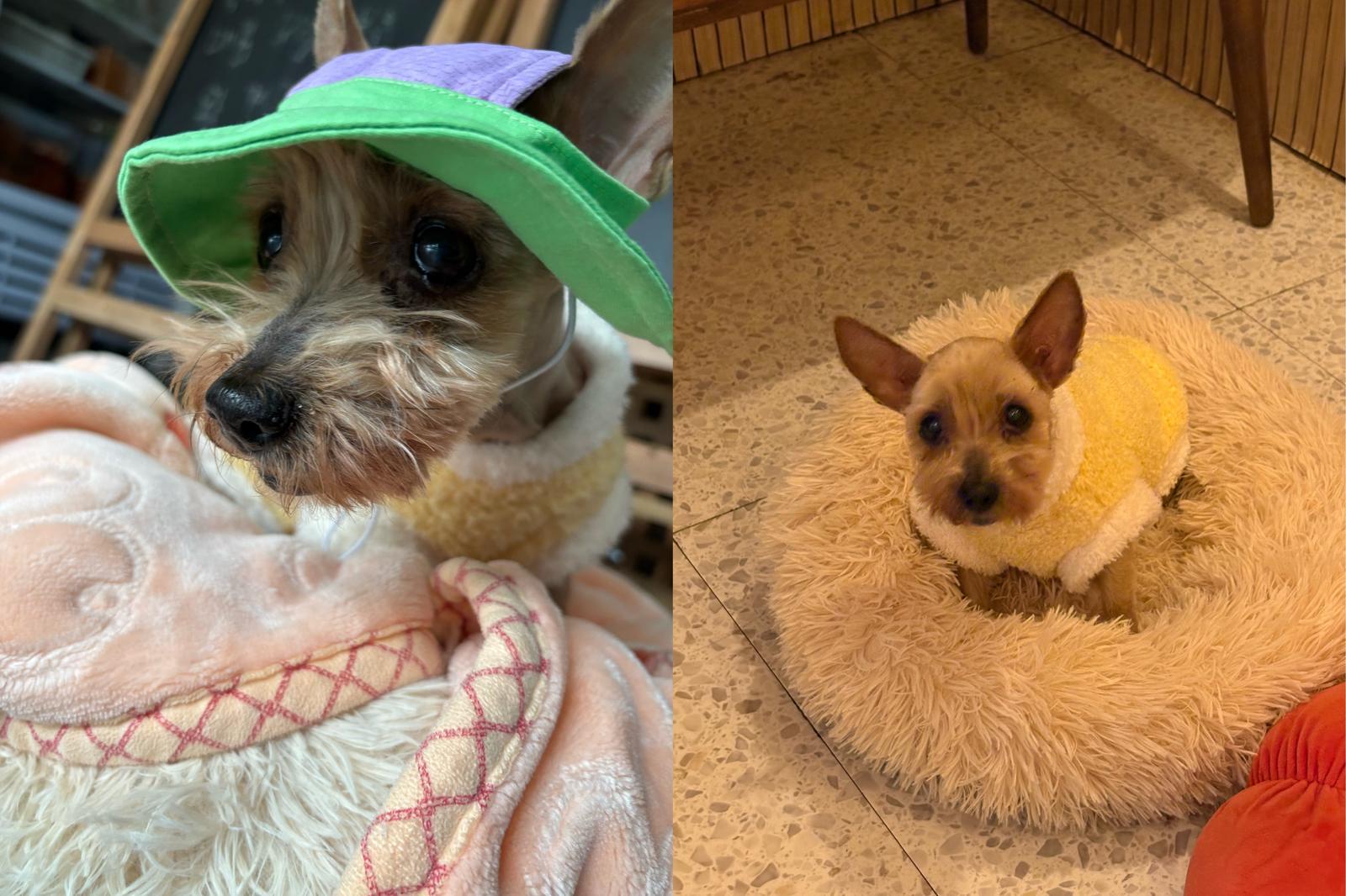 가족의 품으로 돌아온 니루의 모습. 문서연 씨 제공