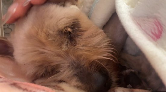 편안하게 쉬고 있는 니루의 모습. 문서연 씨 제공