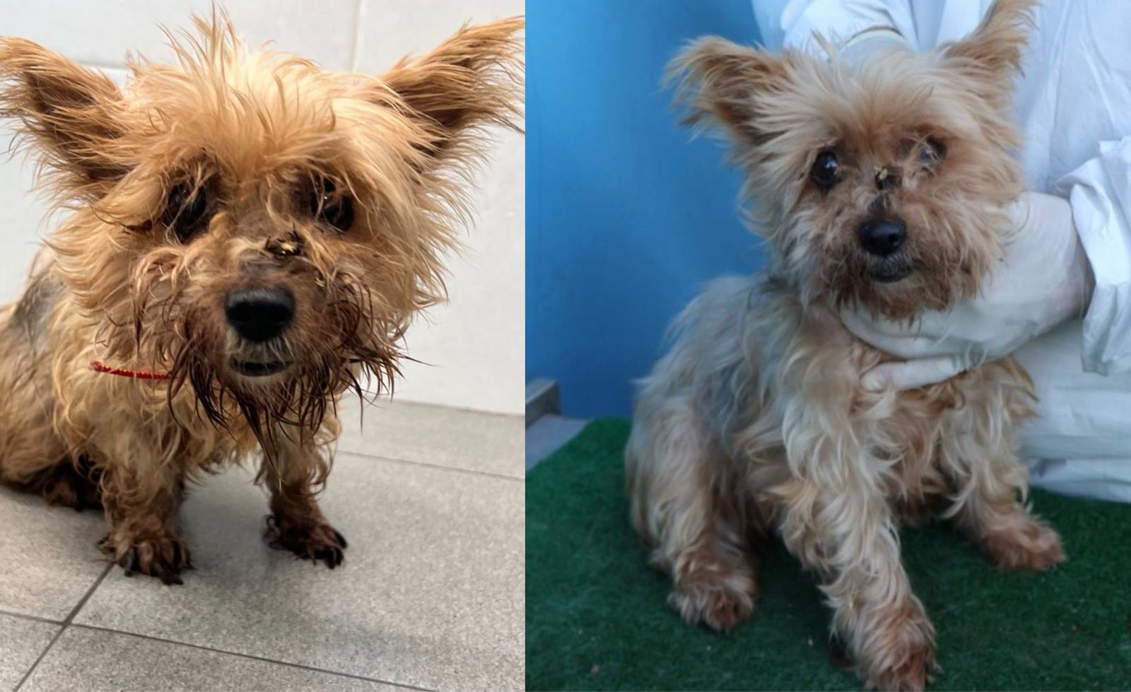 발견 당시 니루의 모습. 이곳저곳 상처를 입고 털의 윤기를 잃어 치료가 시급한 상태로 보인다. 문서연 씨 제공