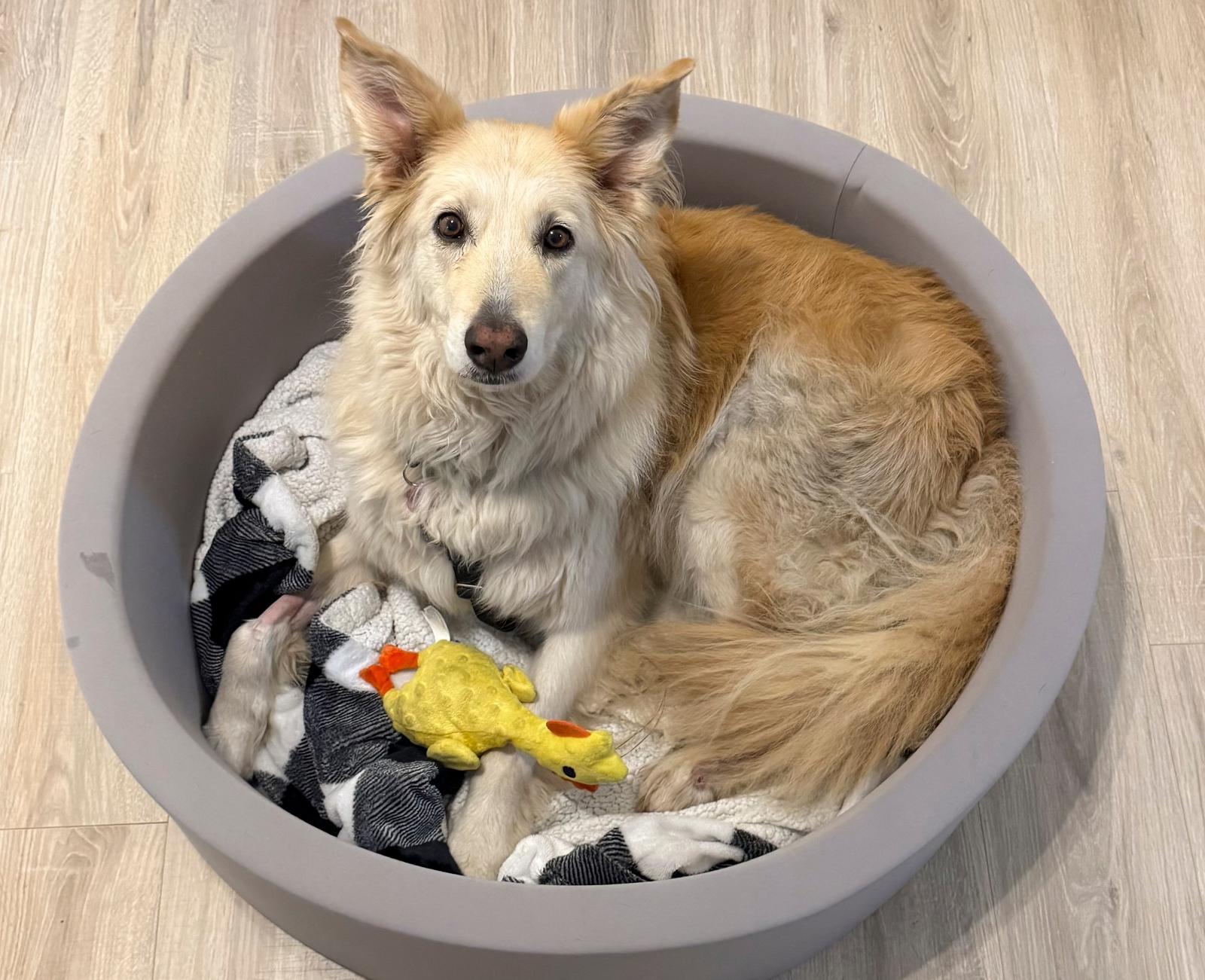 9살 골든 리트리버 믹스견 ‘애비’가 좋아하는 장난감과 함께 쉬고 있다. AP/뉴시스