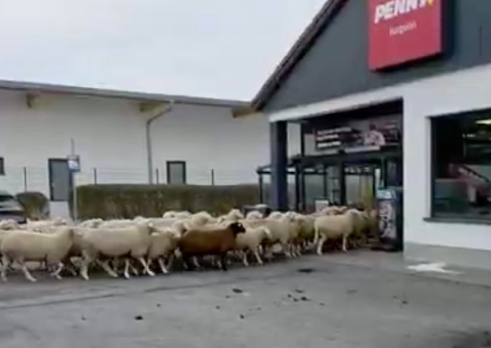 ‘양들의 침공’…50마리, 할인마트 20분간 습격 ‘아수라장’