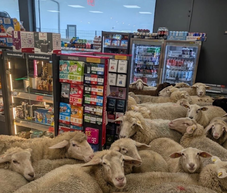 인스타그램 pennydeutschland