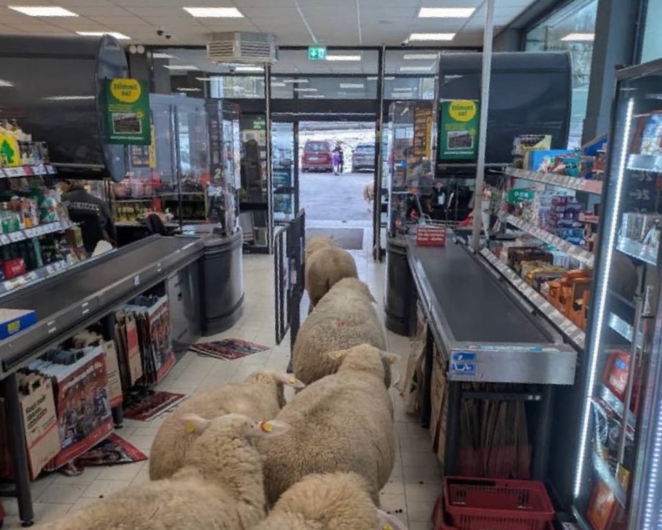 인스타그램 pennydeutschland