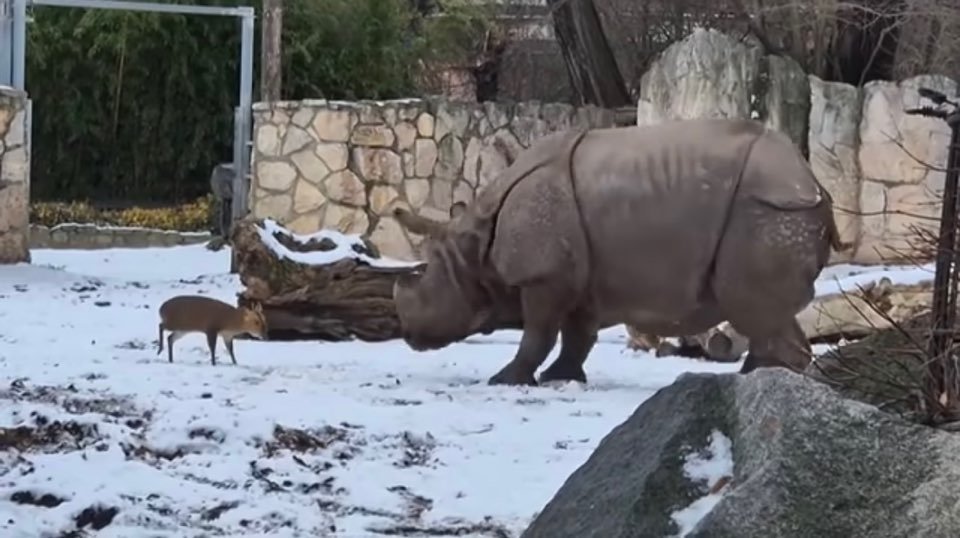 zoo wroclow 페이스북