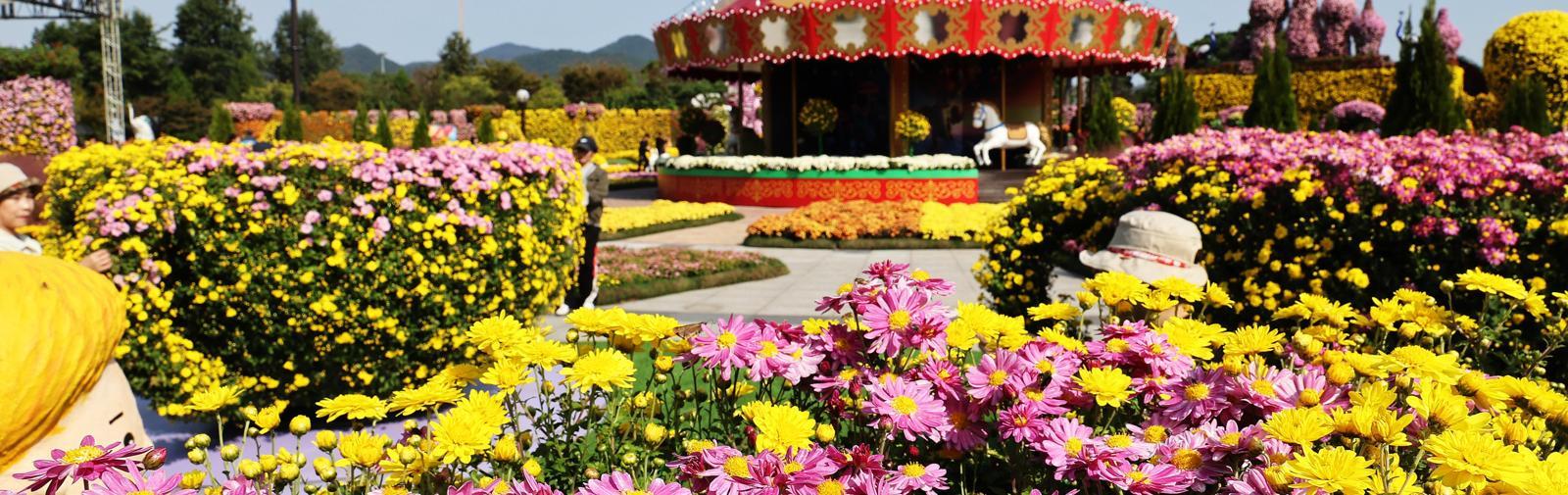 지난해 10월 24일부터 11월 9일까지 함평엑스포공원에서 열린 ‘2025 대한민국 국향대전’이 ‘2026 제14회 대한민국 축제 콘텐츠 대상’에서 축제 관광 부문 대상을 수상했다. 함평군 제공