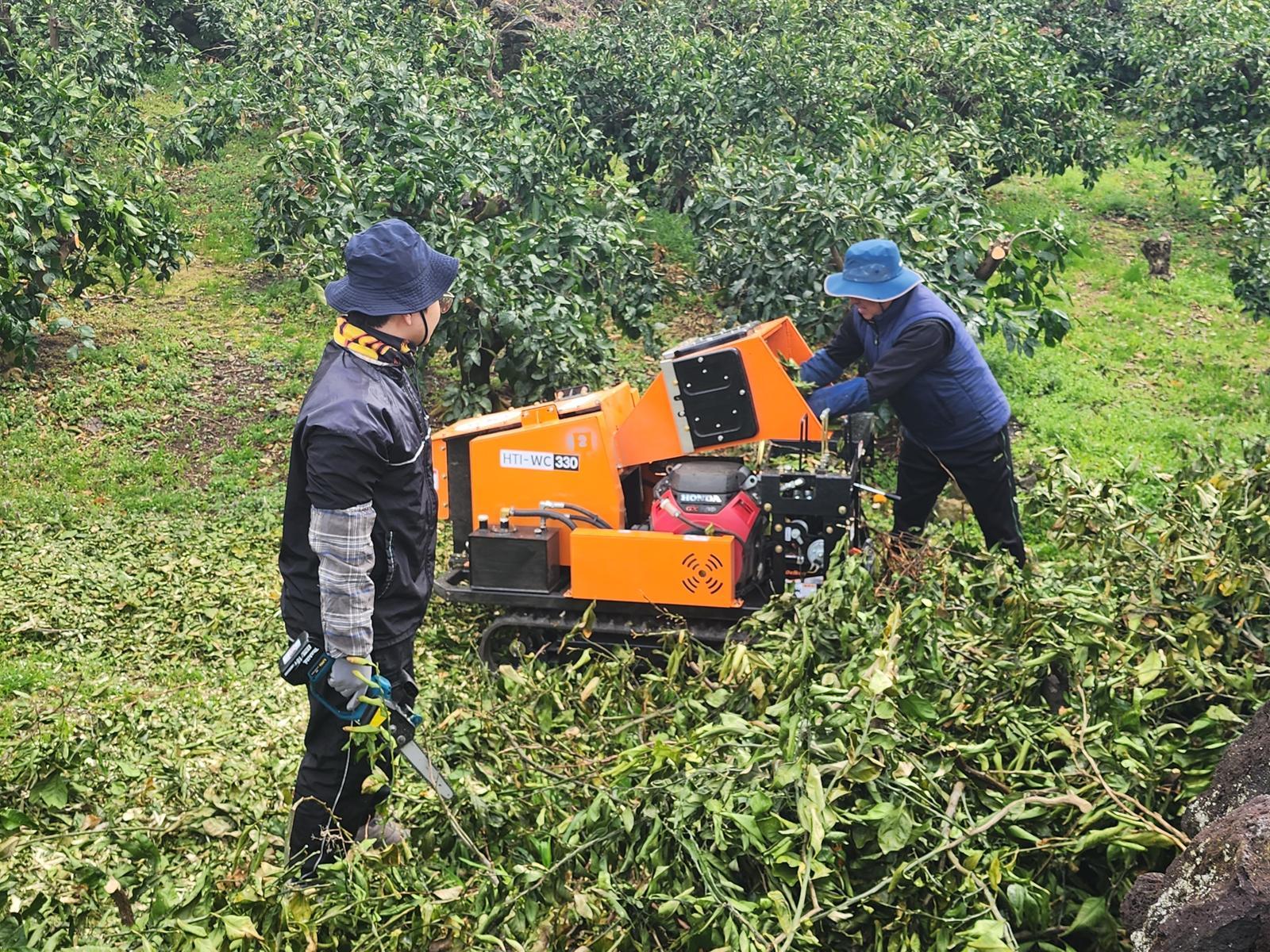 제주에서 벌목한 감귤나무를 파쇄하는 모습. 제주도는 올해 고품질 감귤 생산을 위해  감귤원 80㏊에 대한 간벌을 추진하기로 했다. 제주도 제공