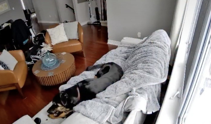 캐나다 오타와 교외의 한 주택에서 반려견이 배터리가 장착된 가열식 스키 장갑을 씹고 있다. 2026.01.09 캐나다 오타와 소방당국 공식 페이스북 캡처