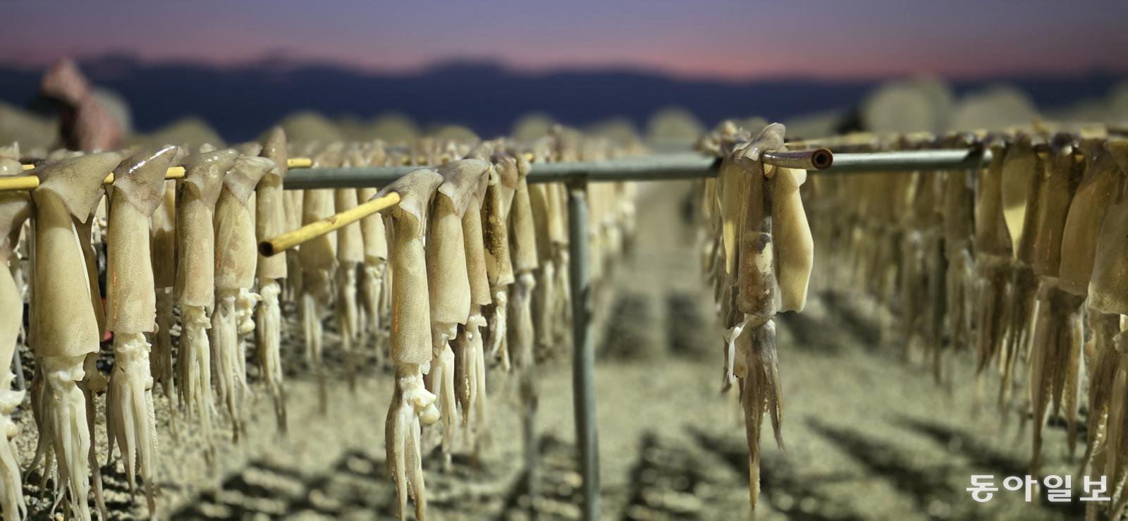 해풍에 건조 중인 오징어. 포항=김선미 기자 kimsunmi@donga.com