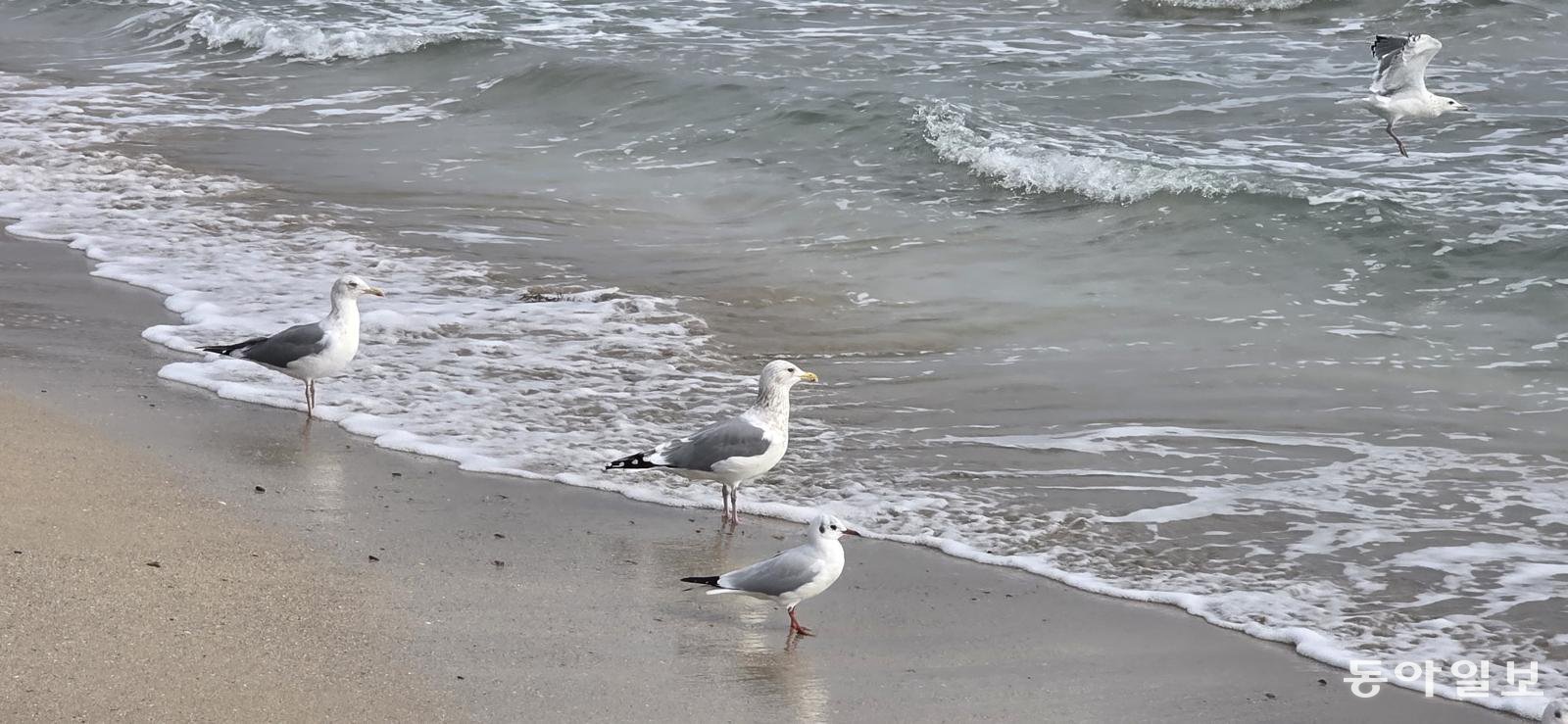 구룡포 해수욕장의 갈매기. 포항=김선미 기자 kimsunmi@donga.com