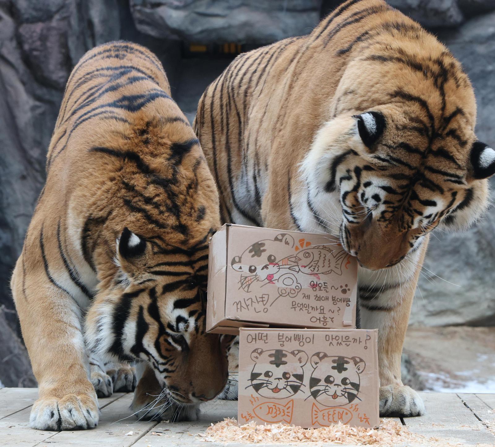 “어떤 붕어빵 고를까”… 에버랜드 호랑이 형제