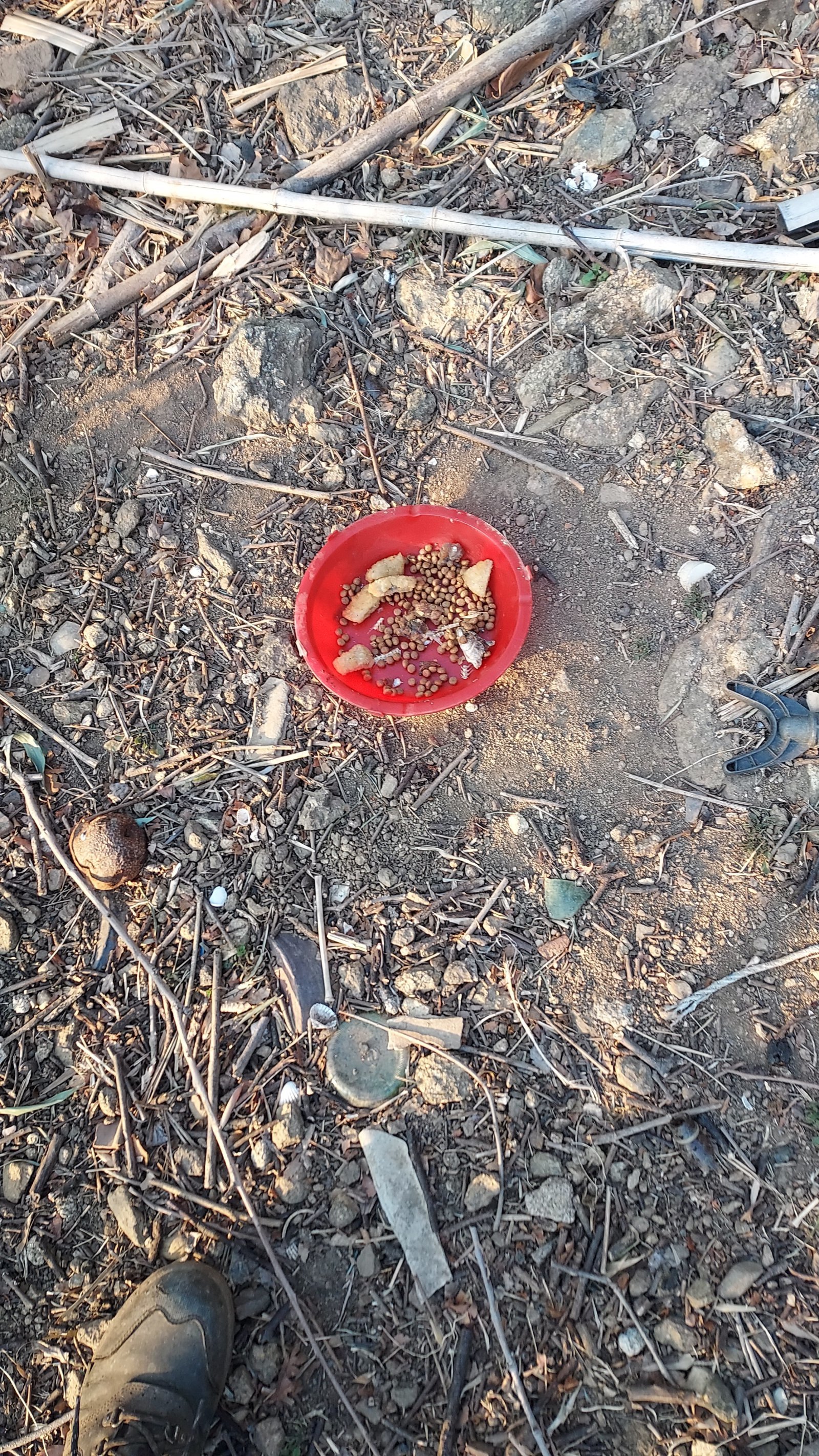 독극물이 섞인 것으로 추정되는 먹이. 독자 제공