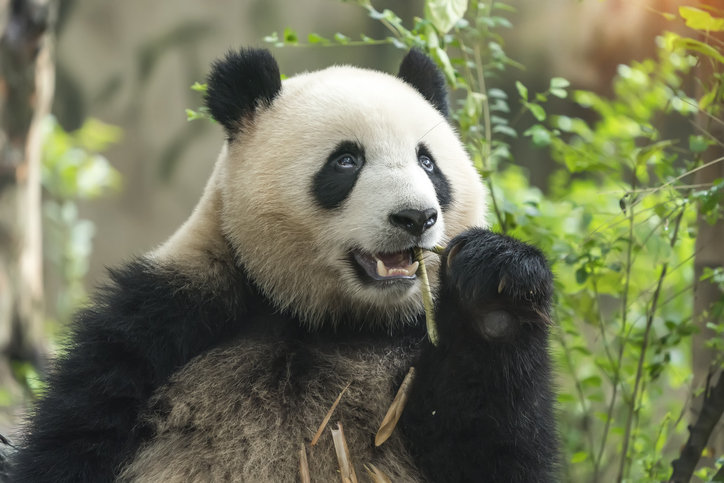 대나무=벼과 식물…‘죽순’, 슈퍼푸드 가능성 나왔다 