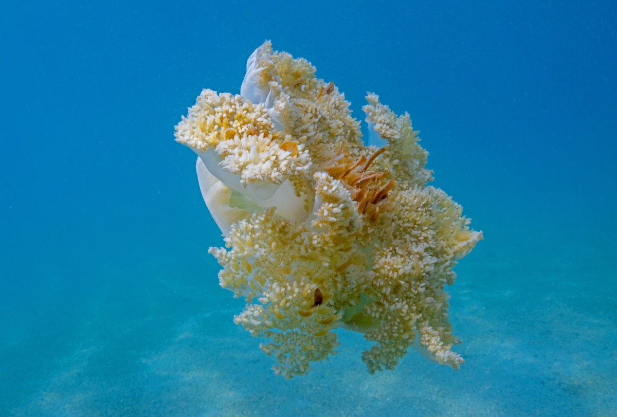 뇌 없는 해파리도 8시간씩 잔다… 건강 지키려면 잘 자야