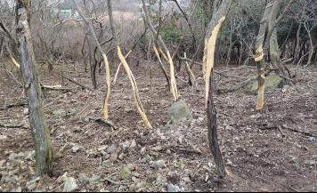 전남 영광군 안마도는 사슴 900여 마리가 서식하면서 나무껍질까지 먹어버려 산림이 황폐해지고 있다. 영광군 제공