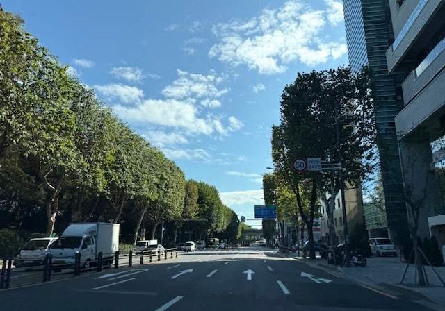 성동구 광나루길 양버즘나무.(서울시 제공)