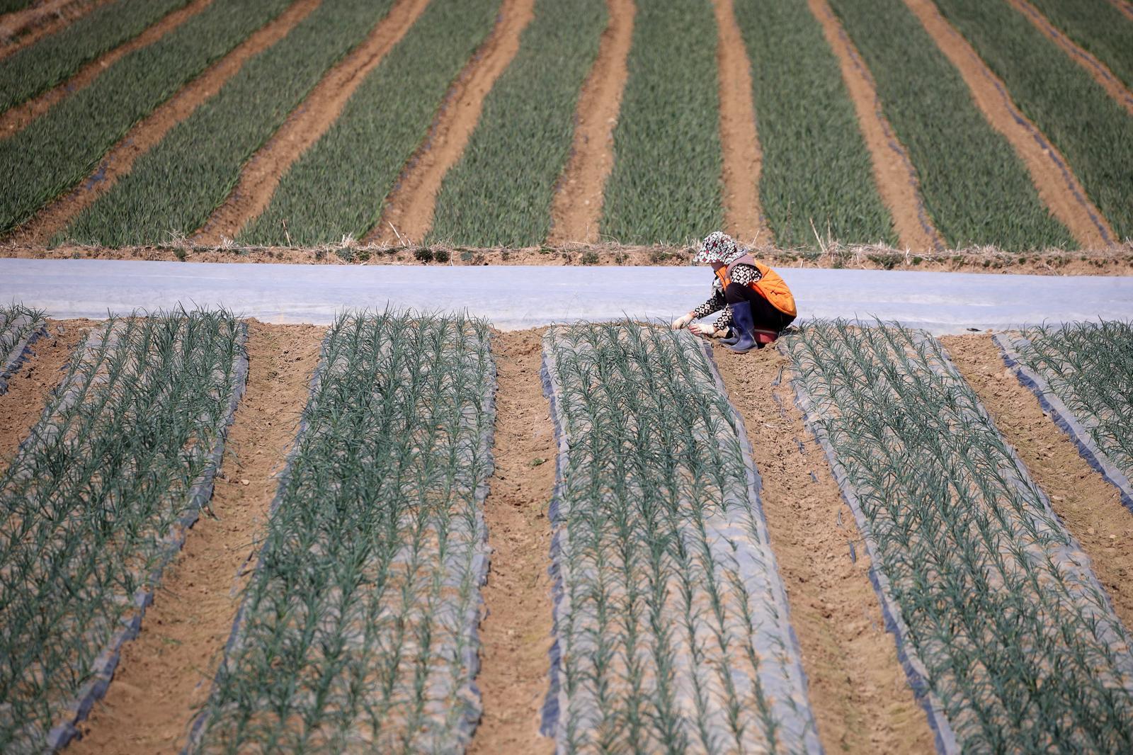 대구 달성군 구지면 한 양파밭에서 한 할머니가 겨우내 보온 비닐 아래서 싹을 틔운 양파 싹을 뽑아 올리고 있다. 2025.3.20/뉴스1