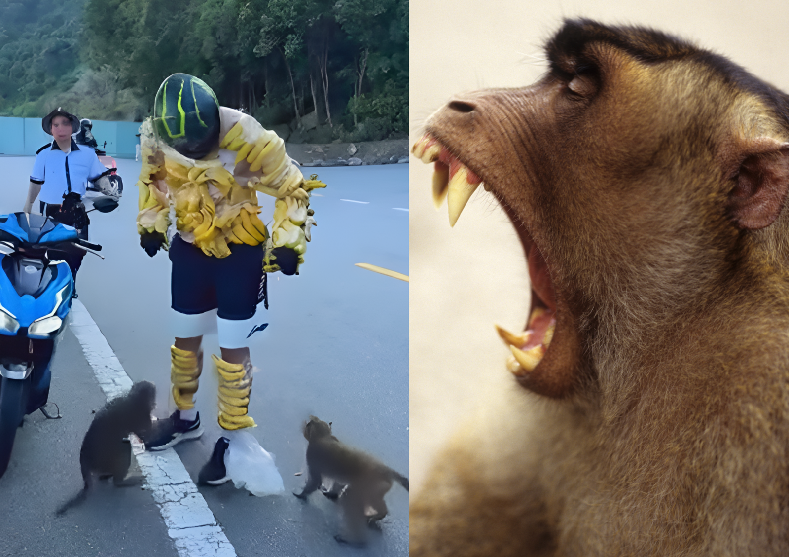 한 외국인 관광객이 베트남 다낭에서 몸에 바나나를 붙이고 야생 원숭이를 유인하는 기행을 벌여 현지 당국이 조사에 착수했다. 사진=뉴시스, 게티이미지