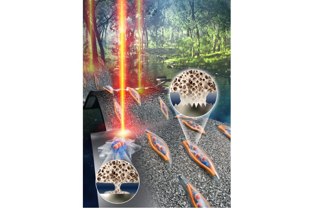 비투랩이 ‘나노웨이브 표면이 기존 표면보다 골융합률을 높인다’는 연구 결과를 발표한 ‘어드밴스드 펑셔널 머티리얼즈(Advanced Functional Materials)’ 표지 / 출처=비투랩