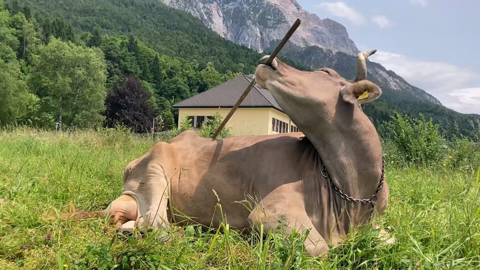 오스트리아 수의대 연구팀이 도구를 사용해 몸을 긁는 암소 베로니카를 발견했다. 이는 가축 역사 1만 년 만에 소의 지능적 도구 활용이 과학적으로 입증된 첫 사례다. 커런트 바이올로지 갈무리