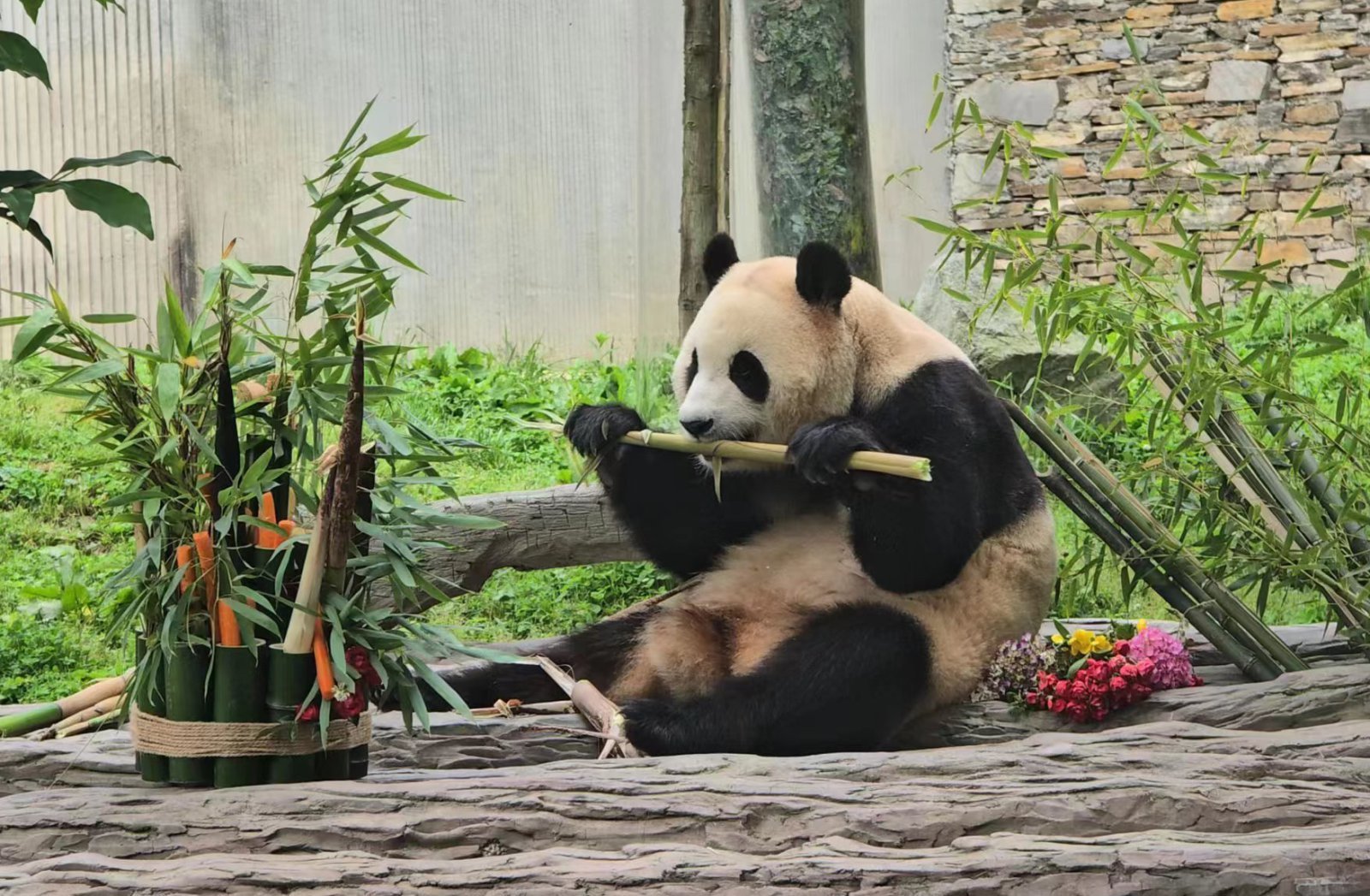 12일 중국 청두 쓰촨성 워룽중화자이언트판다원 선수핑 기지에서 자이언트 판다 푸바오가 일반에 공개되고 있다. 2024.06.12. 서울=뉴시스