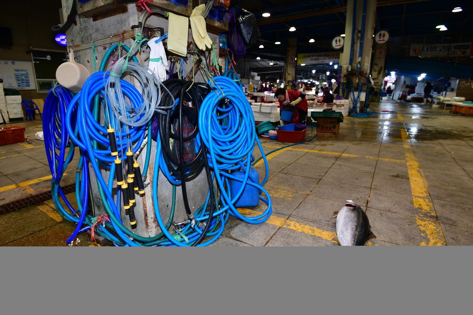22일 경북 포항시 죽도어시장 좌판 상인들이 사용하는 수도호수가 강추위에 얼어 붙은 가운데 경매를 마친 대방어 한마리가 주인을 기다리고 있다. 이날 포항지역 아침최저 기온은 영하 9도 체감기온은 영하 11도를 기록했다. 2026.1.22/뉴스1