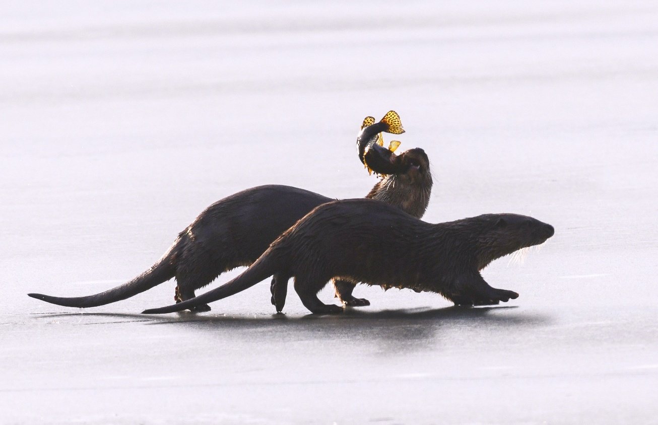 충주 수달 먹이 활동.(이광주 사진작가 제공. 재판매 및 DB금지)/뉴스1