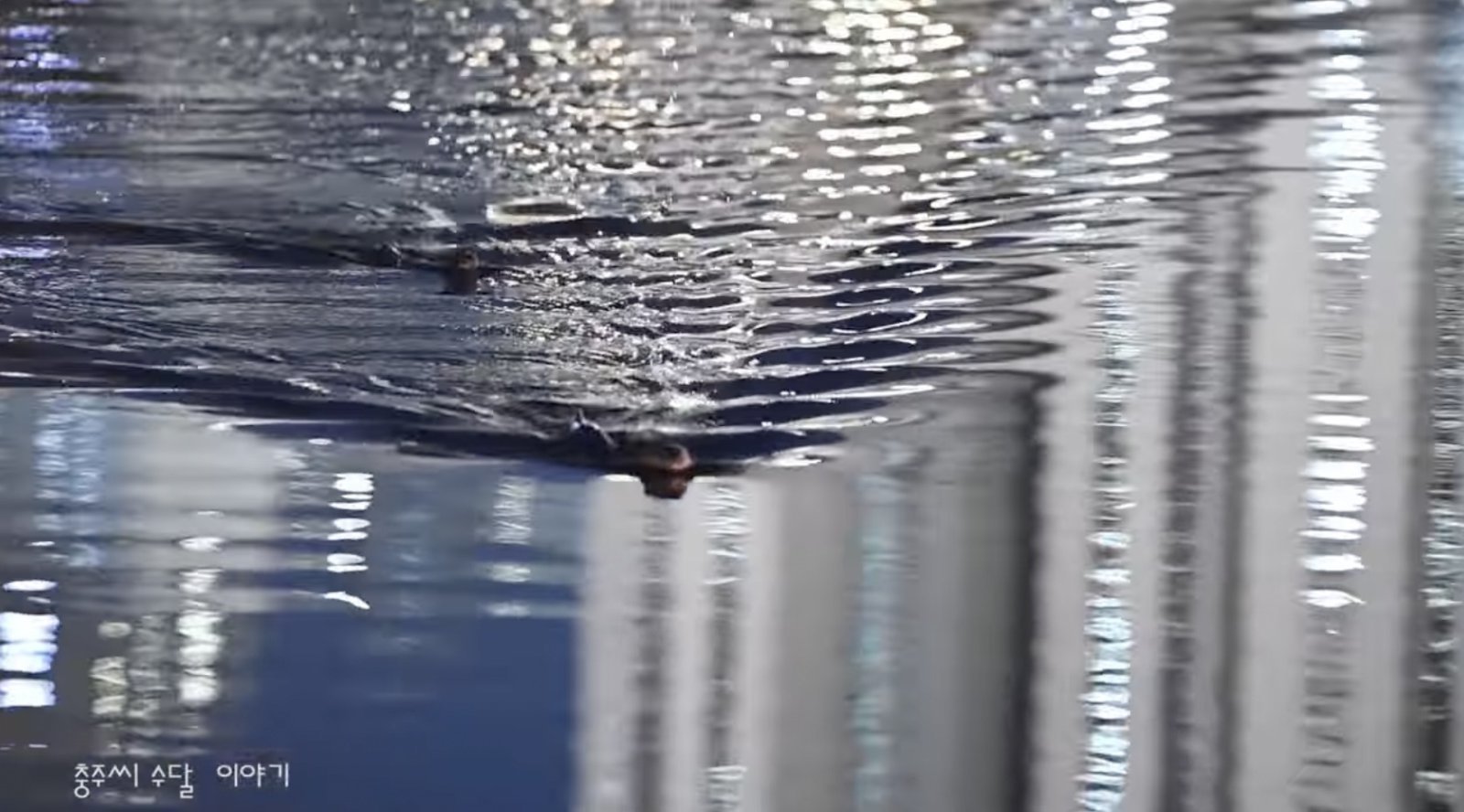 ‘충주 호암지에 수달이 돌아왔어요’ 동영상 캡처.(재판매 및 DB금지)/뉴스1