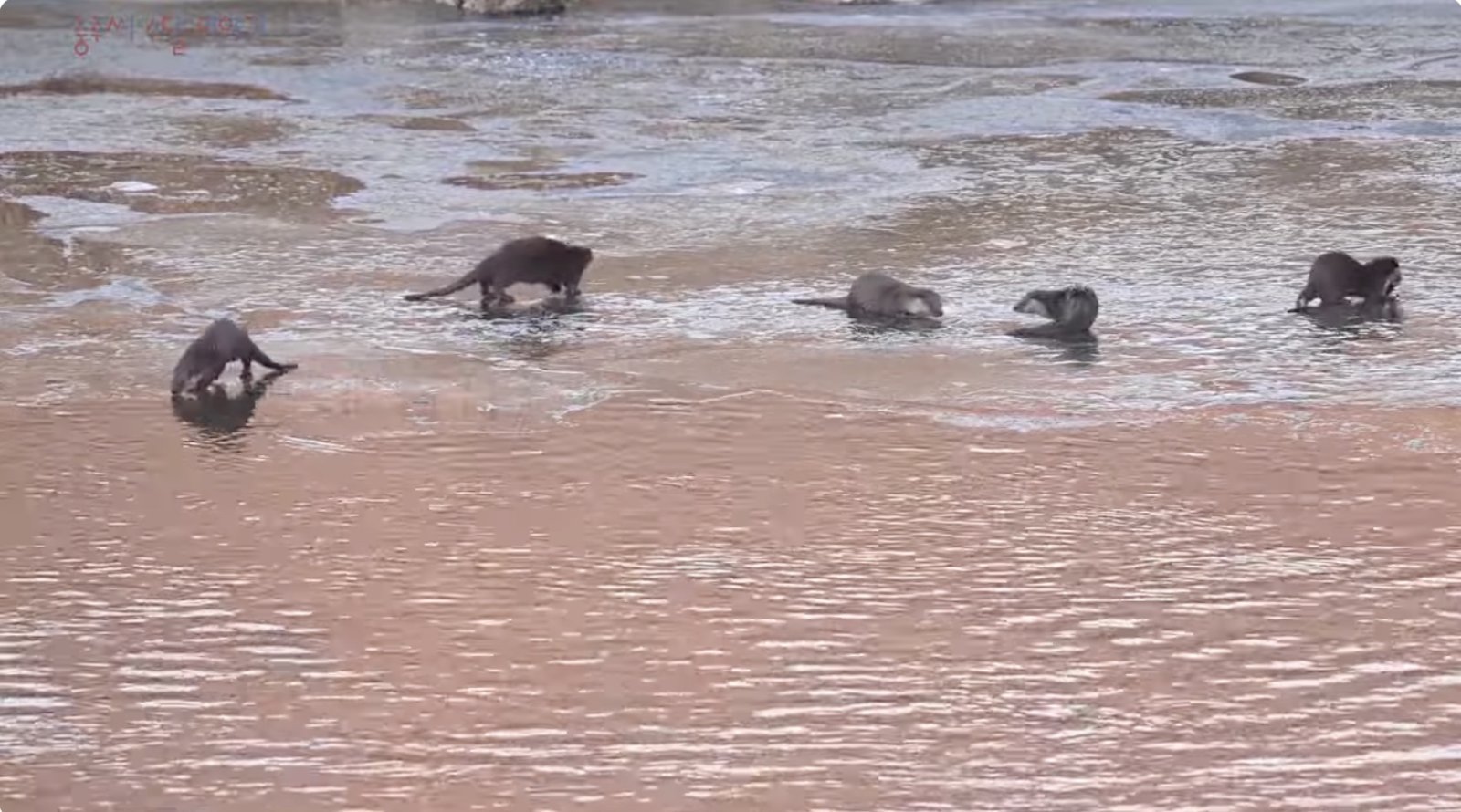 ‘충주 수달 이야기’ 동영상 캡처.(재판매 및 DB금지)/뉴스1