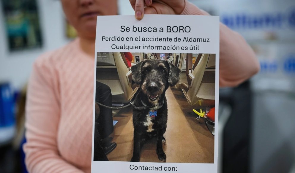 스페인 열차 참사 때 실종된 반려견, 나흘 만에 가족 품으로