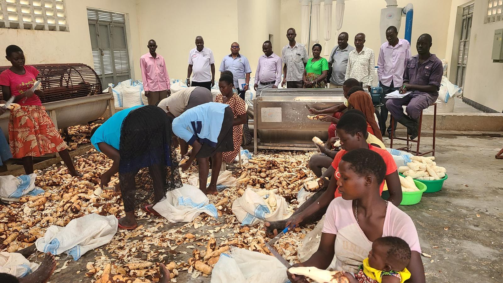 우간다 쿠미 지역 농민들이 수확한 카사바의 껍질을 제거하며 가공을 위한 준비 작업을 진행하고 있다.