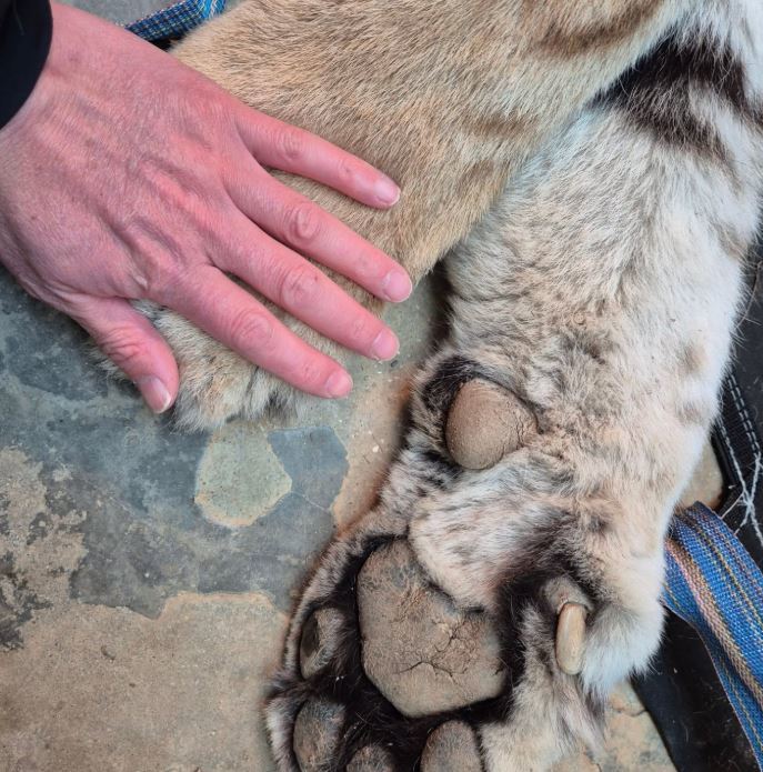 청주동물원 인스타그램 갈무리