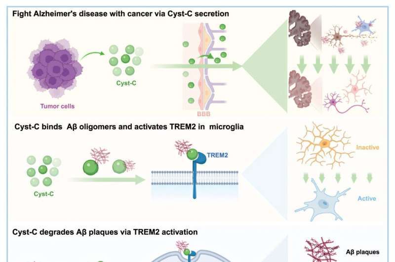 암세포 분비 단백질  시스타틴 C(Cystatin-C)가 알츠하이머병의 핵심 병리 중 하나인 아밀로이드 플라크 제거를 돕는 기전을 설명한 그림. 학술지 Cell 게재 논문에서 발췌/