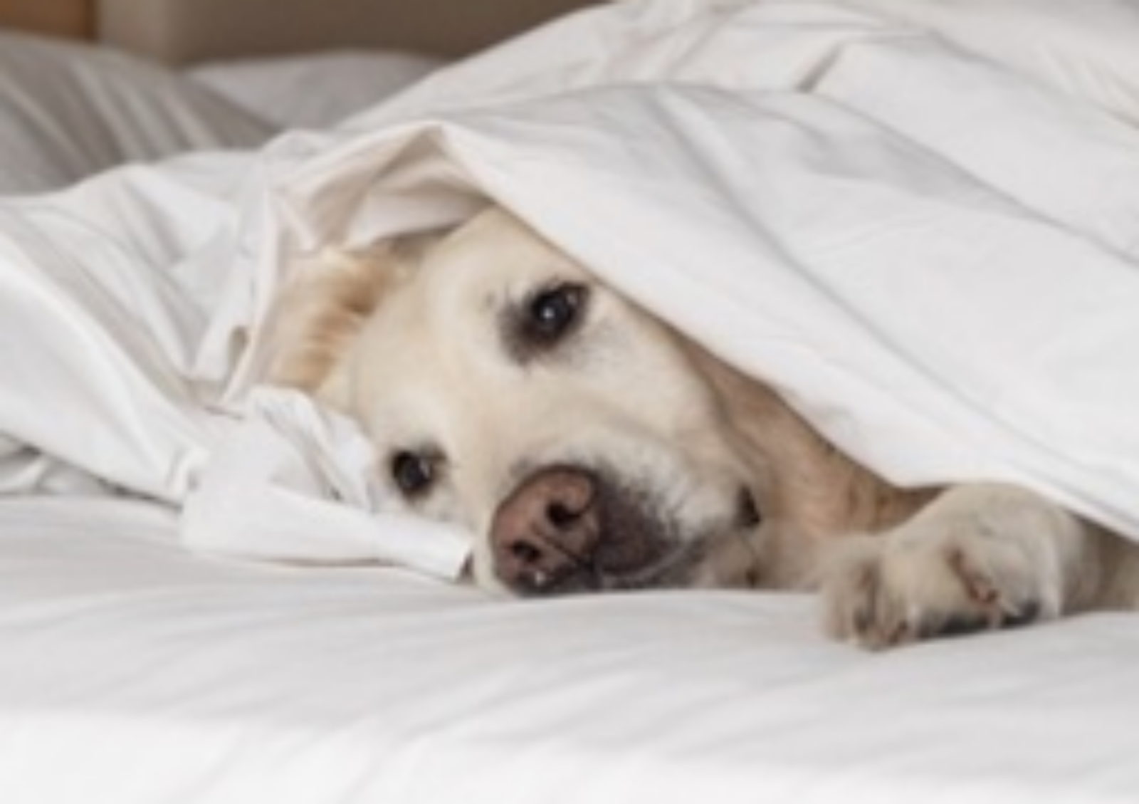 겨울철 일조량 감소는 반려동물에게 멜라토닌 과다 분비를 일으켜 계절성 정서 장애(SAD)를 유발한다. 사진=게티이미지뱅크.