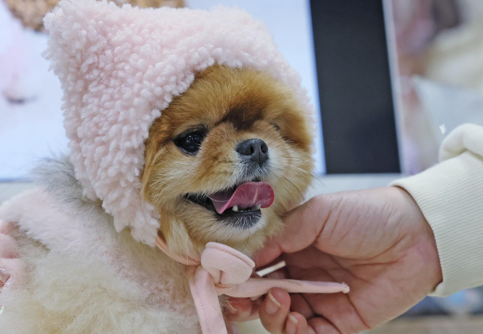 23일 경기 고양시 킨텍스에서 진행중인 ‘2025 메가주 일산’을 찾은 관람객이 반려견에게 모자를 씌워주고 있다. 뉴스1