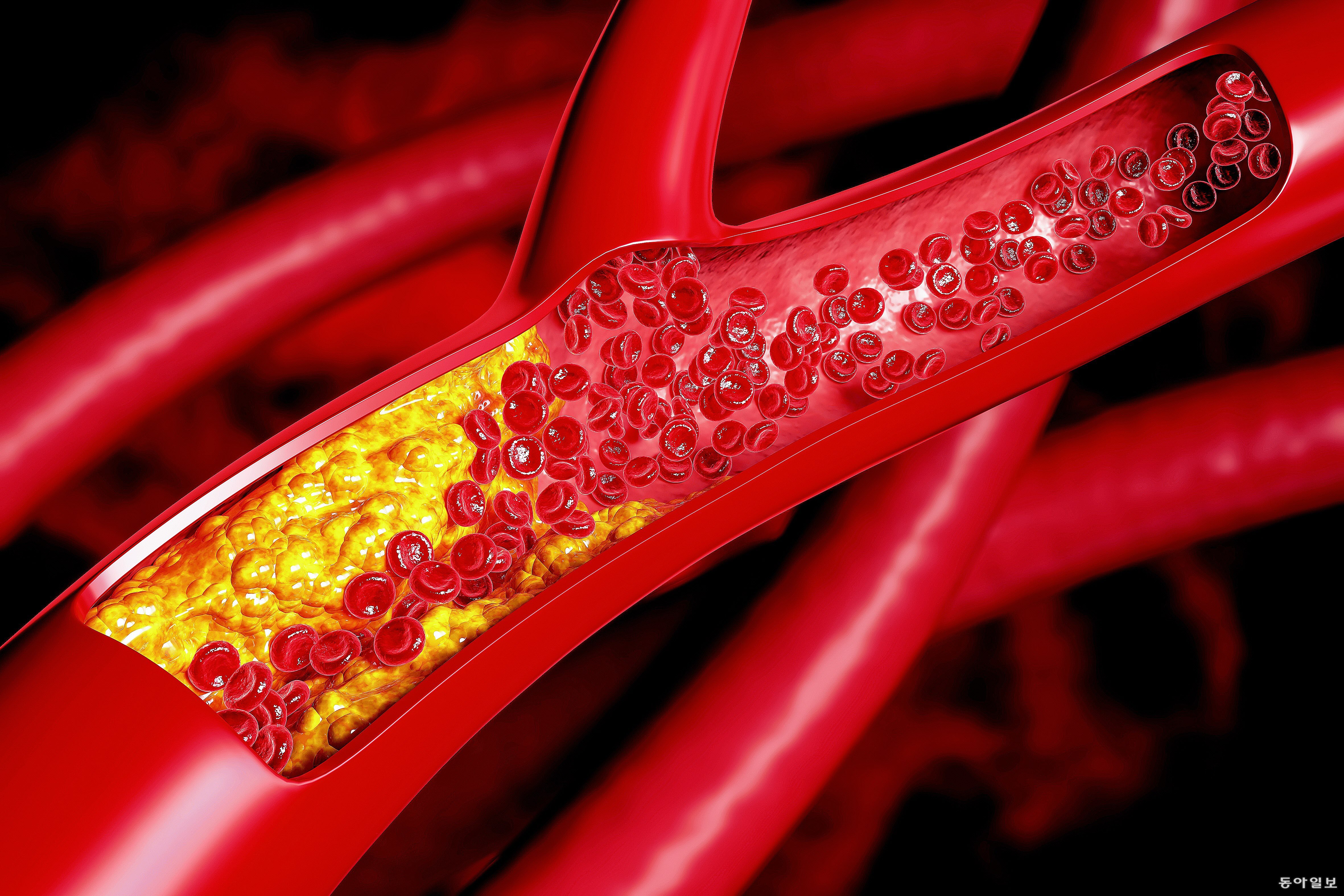 콜라겐은 혈관 벽을 이루는 핵심 성분이다. 혈관이 수축과 이완을 반복하는 과정에서도 유연성을 유지하도록 돕는다. 동아일보DB