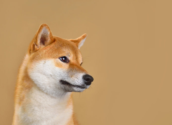 중국인 애견 미용사가 일본 혈통의 시바견을 무차별 폭행하고 정치적 비하 발언을 쏟아내 국제적 비판을 받고 있다. 이는 최근 대만 문제 등으로 심화된 중일 갈등이 민간의 비이성적 혐오 행위로 번진 결과로 분석된다. 사진=게티이미지뱅크.