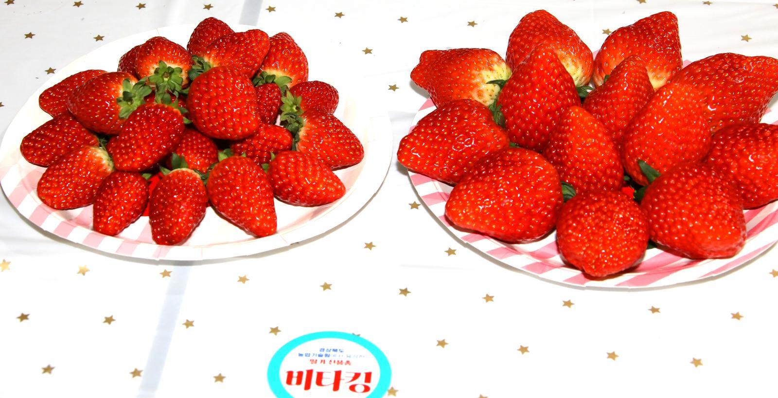 딸기 신품종 ‘비타킹’. 왼쪽이 일반형이고, 오른쪽이 좀 더 큰 품종이다. 경북도 제공