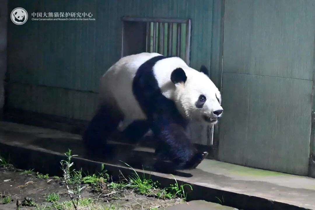 일본에서 태어난 자이언트판다 레이레이가 28일 쓰촨성 청두시 야안 판다기지에 입주했다. 출처=중국 판다보호연구센터
