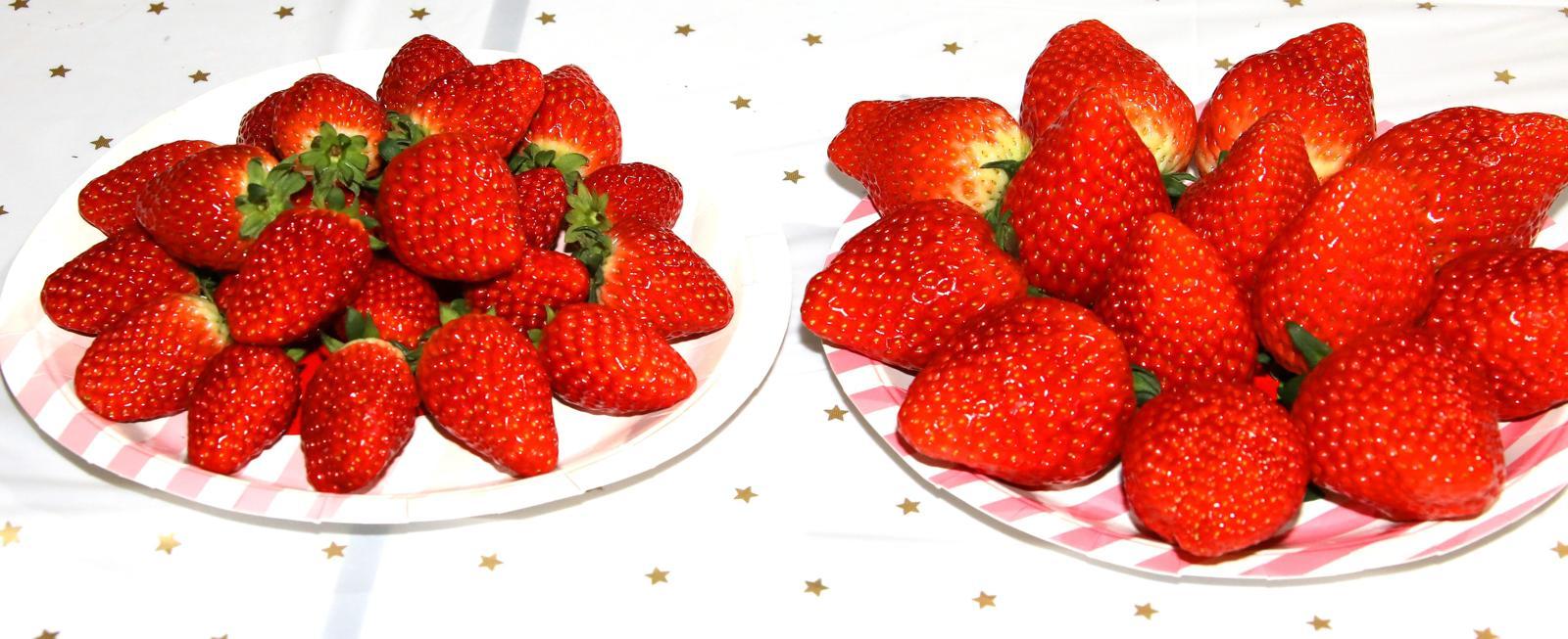 딸기 신품종 ‘비타킹’. 왼쪽이 일반형이고, 오른쪽이 좀 더 큰 품종이다. 경북도 제공