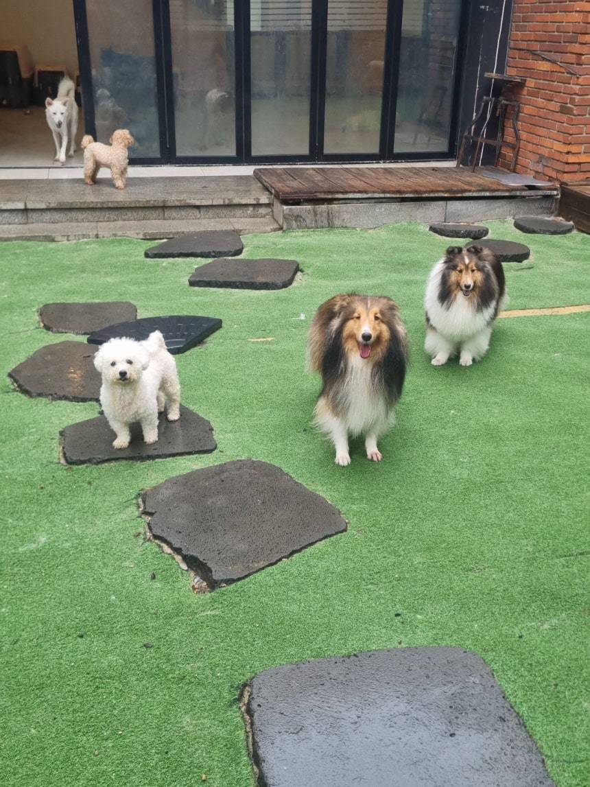 반려견돌봄쉼터 모습. 사진제공=강남구