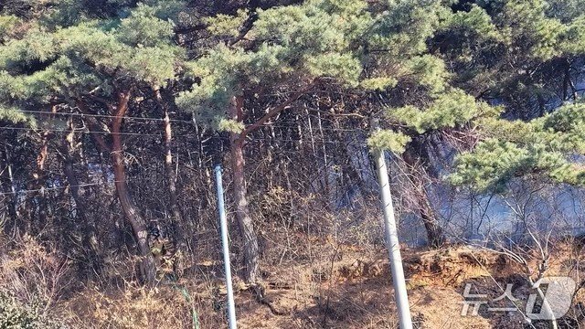 홍성 서부면 이호리 산불 현장. 산림청 제공/뉴스1