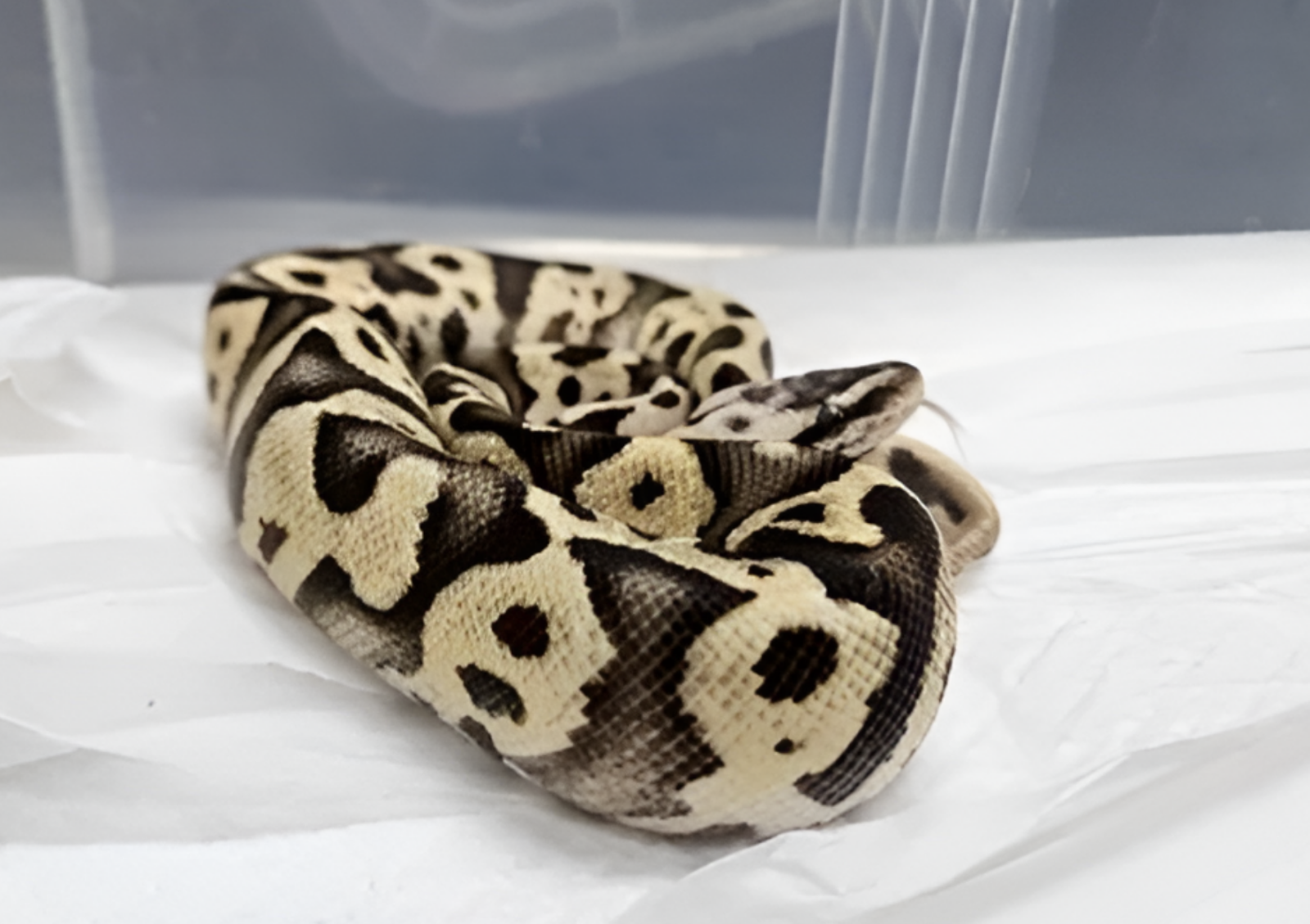 강남 지하철역 화장실에서 발견된 유기 뱀 2마리가 주인 미상으로 보호되다 그중 1마리가 멸종위기종으로 확인됐다.  사진=채널A