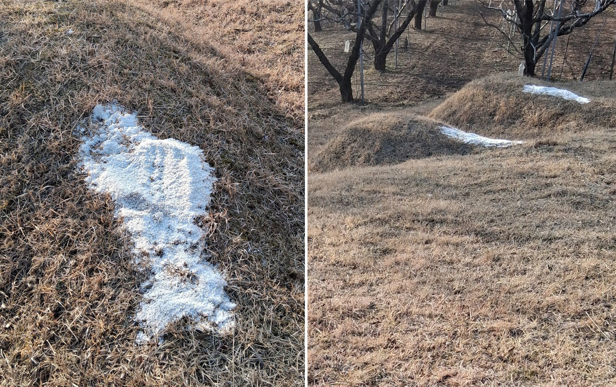 충북 옥천의 한 야산에 있는 묘에 소금이 뿌려져 있다. 뉴시스