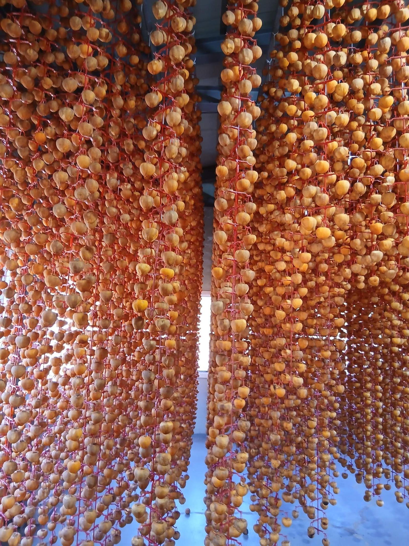 전남 순천 꿀 곶감은 조계산에서 불어오는 상쾌한 바람을 이용한 자연 건조 방식으로 만들어진다. 높은 당도로 소비자들의 인기를 끌고 있다. 순천시 제공